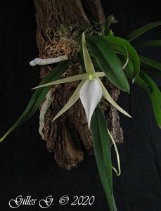 Angraecum elephantinum