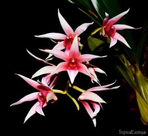 Dendrobium treacherianum