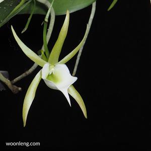 Angraecum infundibulare