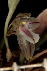 Pleurothallopsis striata