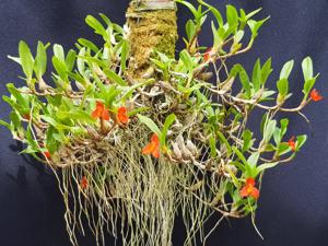 Maxillaria sophronitis