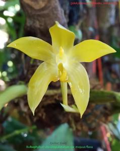 Bulbophyllum elevatopunctatum