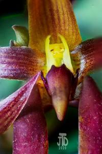 Bulbophyllum nymphopolitanum
