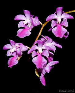 Aerides crassifolia