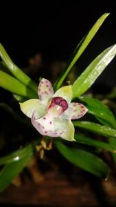 Dichaea ancoraelabia