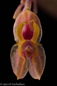Lepanthes thalia