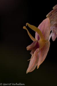 Lepanthes thalia