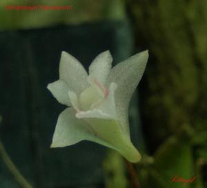 Dendrobium heyneanum