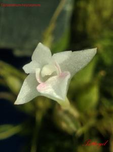 Dendrobium heyneanum