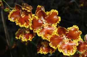 Gomesa forbesii