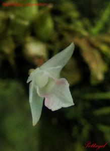 Dendrobium heyneanum