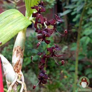 Cycnoches egertonianum