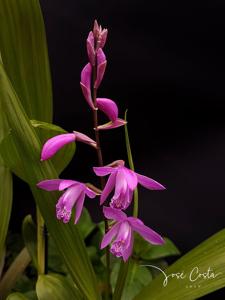 Bletilla striata