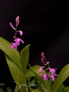 Bletilla striata