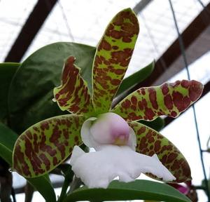 Cattleya aclandiae