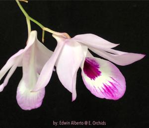 Dendrobium maccarthiae