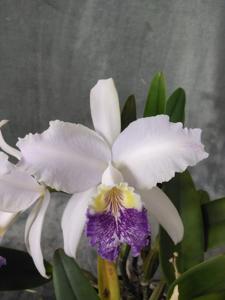 Cattleya lueddemanniana