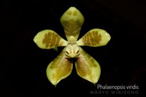 Phalaenopsis viridis