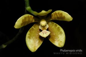 Phalaenopsis viridis