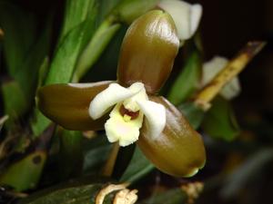 Lycaste xytriophora