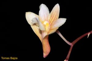 Dendrobium floresianum