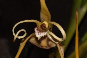 Maxillaria fractiflexa