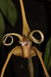 Maxillaria fractiflexa