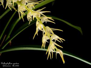 Bulbophyllum apodum