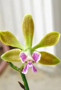 Encyclia oncidioides