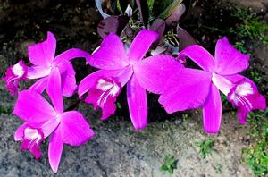 Cattleya sincorana