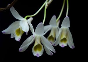 Dendrobium amoenum