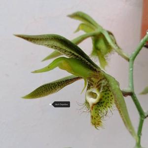 Catasetum saccatum