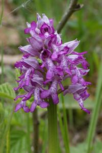 Orchis militaris