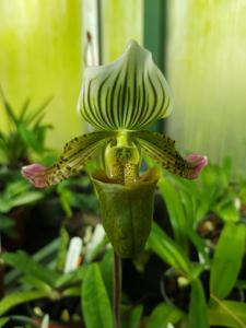 Paphiopedilum schoseri