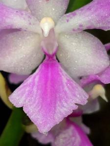 Aerides rosea