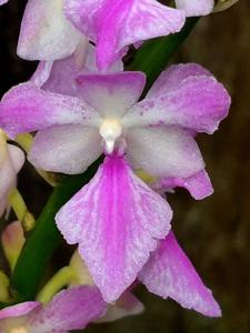 Aerides rosea