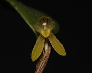 Pleurothallopsis inaequalis