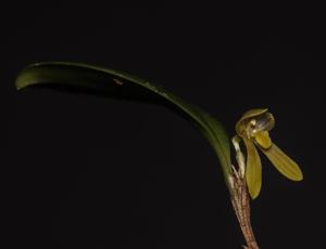 Pleurothallopsis inaequalis