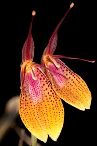 Restrepia escobariana