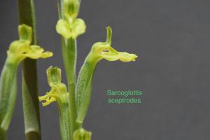 Sarcoglottis sceptrodes