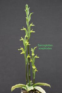 Sarcoglottis sceptrodes
