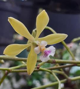 Encyclia ceratistes