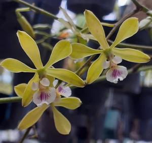 Encyclia ceratistes