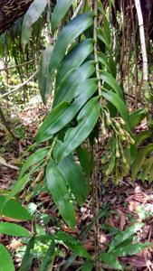 Epidendrum coronatum