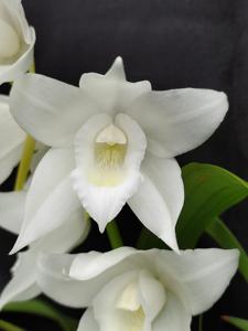 Coelogyne mooreana