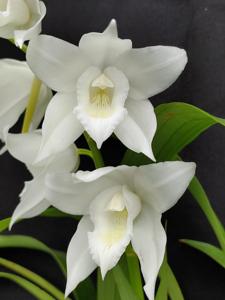 Coelogyne mooreana