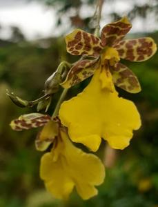 Oncidium graminifolium