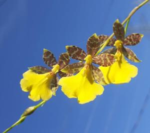 Oncidium graminifolium