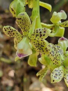 Prosthechea crassilabia