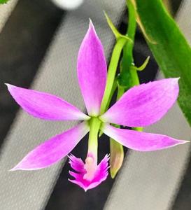 Epidendrum flexuosum